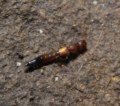 Astenus discopunctatus