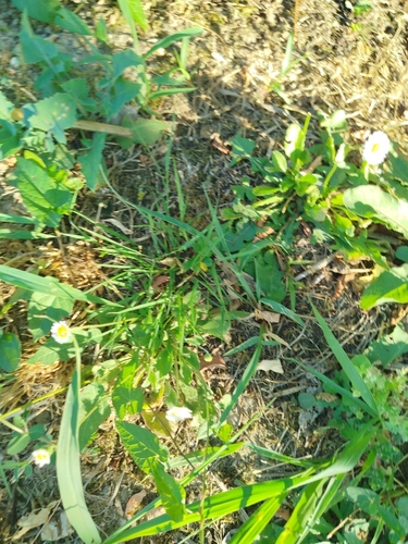Lawn daisy