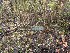 Rhododendron macrosepalum