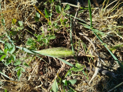 wall barley