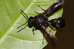 Coeleumenes burmanicus