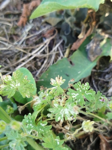 Dove's-foot crane's-bill