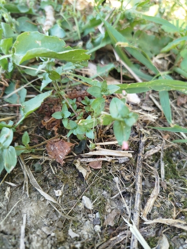 scarlet pimpernel