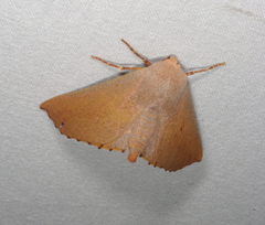 Monoctenia smerintharia