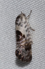 Eupselia carpocapsella