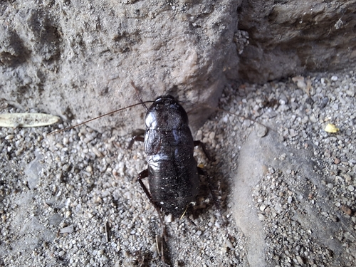 Oriental Cockroach
