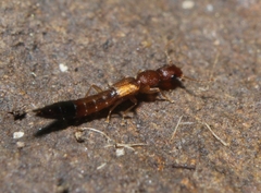 Astenus discopunctatus