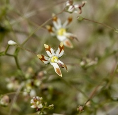 Nemacladus rubescens