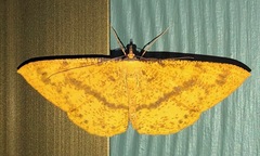 Eumelea rosalia