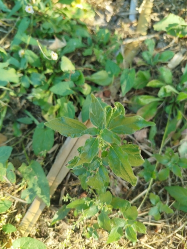pellitory-of-the-wall