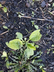 Plantago major