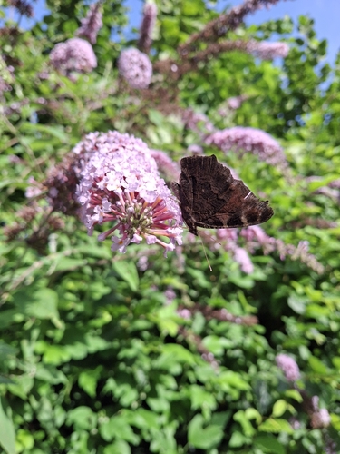 European Peacock Butterfly