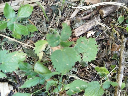 great stinging nettle