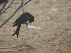 Dicrurus macrocercus