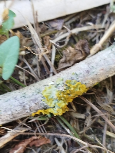Common Sunburst Lichen