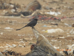 Dicrurus macrocercus