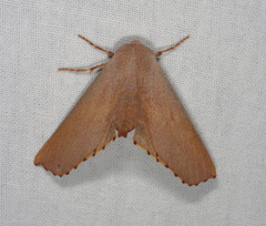 Monoctenia smerintharia