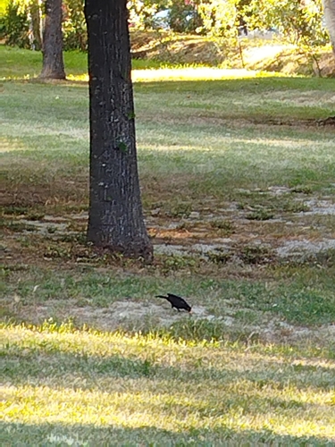 Eurasian Blackbird