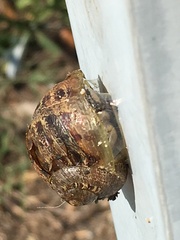 Cornu aspersum