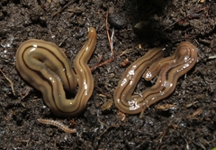 Bipalium pennsylvanicum