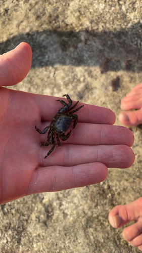 Marbled Crab
