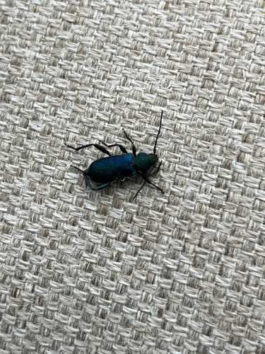 Violet tanbark beetle