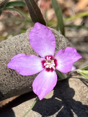 Clarkia gracilis, photograph 3