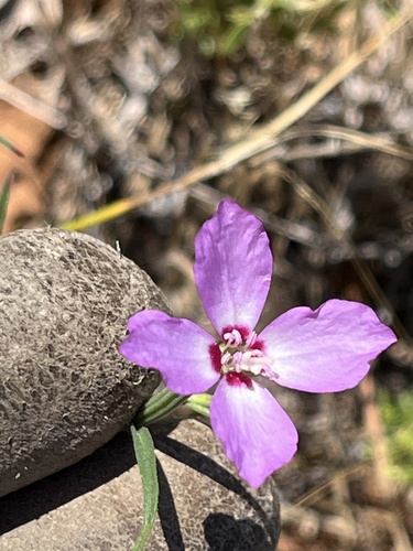Clarkia gracilis, photograph 1