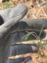 (c) Chaye Vail, some rights reserved (CC BY) Clarkia gracilis, photograph (c) Chaye Vail, some rights reserved (CC BY)