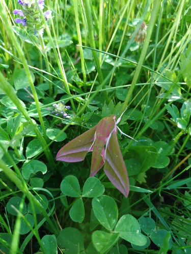 Elephant Hawkmoth