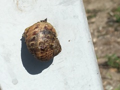 Cornu aspersum
