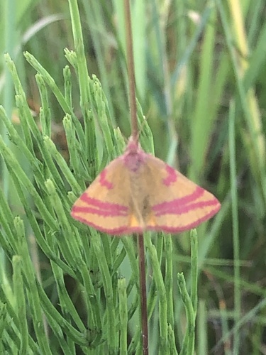 Lythria cruentaria