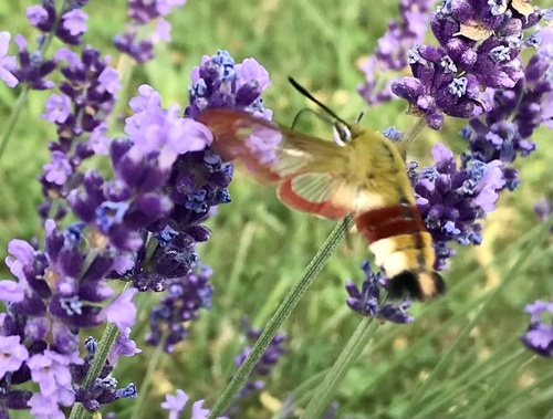Broad-bordered Bee Hawkmoth