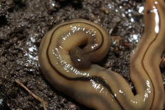 Bipalium pennsylvanicum