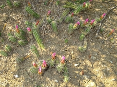 Echinocereus berlandieri