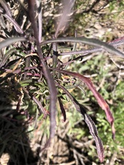 Erysimum suffrutescens