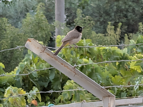 White-spectacled Bulbul