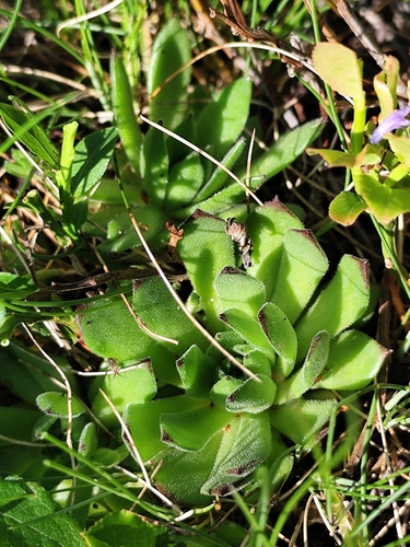 Sempervivum grandiflorum, photograph 1