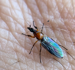 Dilophus strigilatus