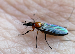 Dilophus strigilatus
