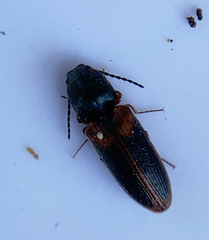 Tetralimonius ornatulus