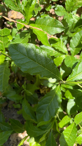 Guinea Hen Weed