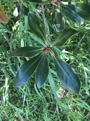 Ternstroemia gymnanthera