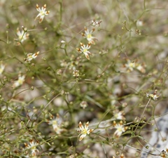 Nemacladus rubescens