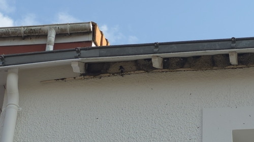 Western House Martin