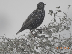 Sturnus vulgaris