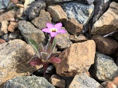 Collomia diversifolia