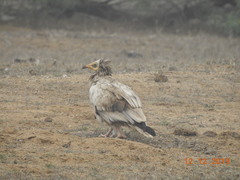 Neophron percnopterus