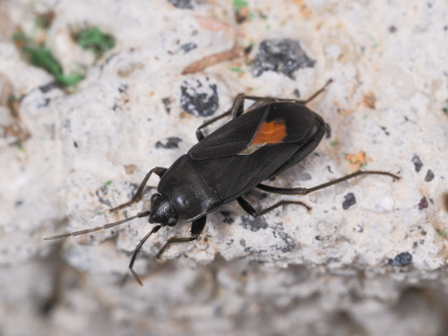Aphanus rolandri