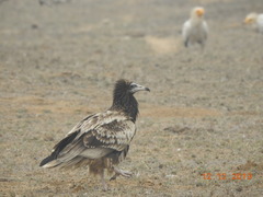 Neophron percnopterus